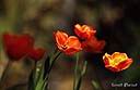 078Fleurs tulipe.jpg